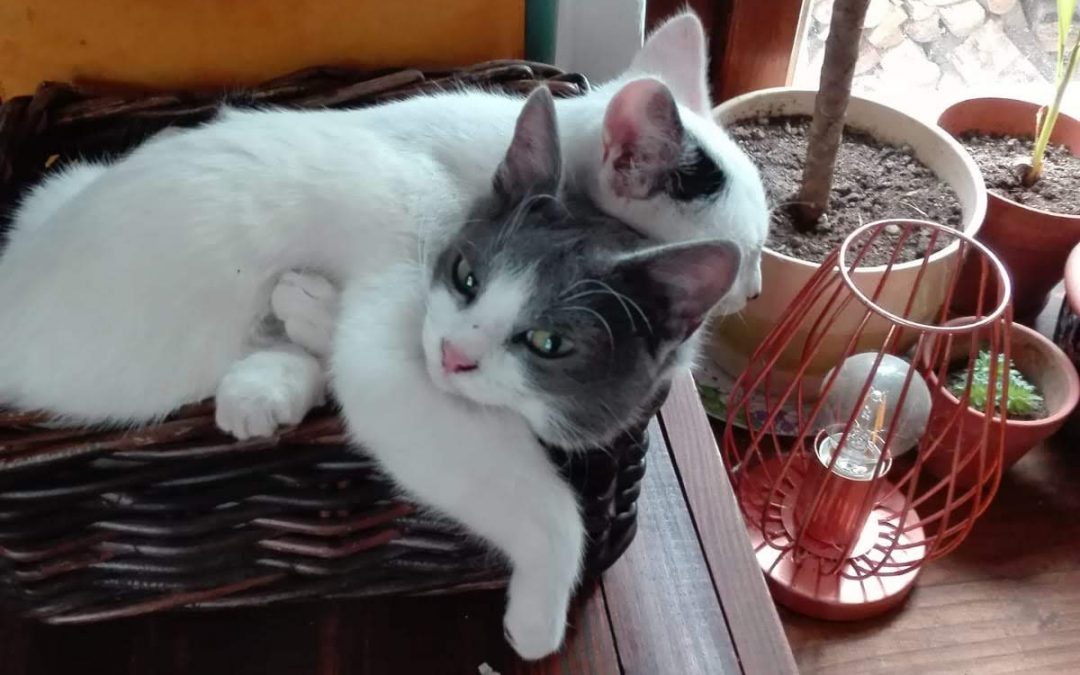 Wanted: An unsociable person’s guide to making friends