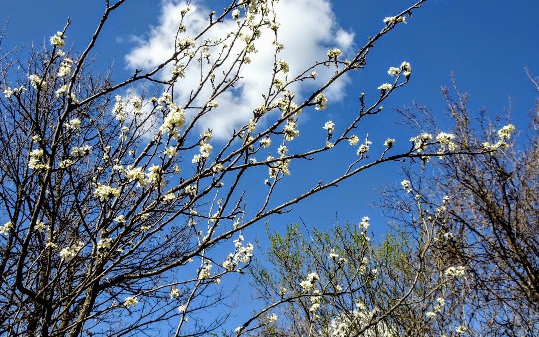 Springwerk, greenhouse progress and wild garlic