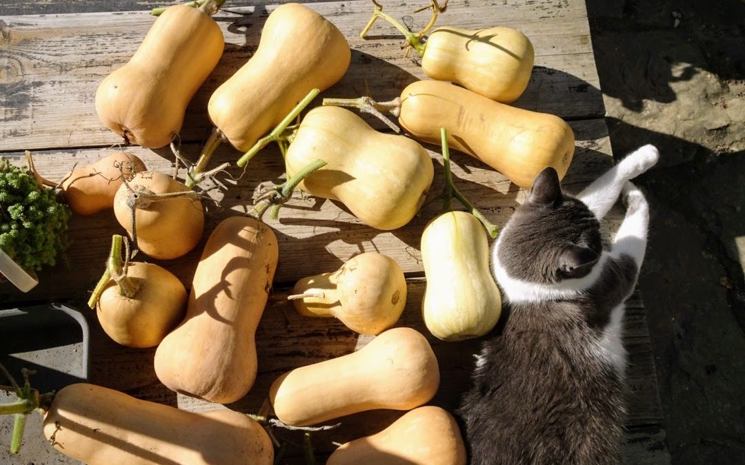 Putting the garden to bed, winter greens