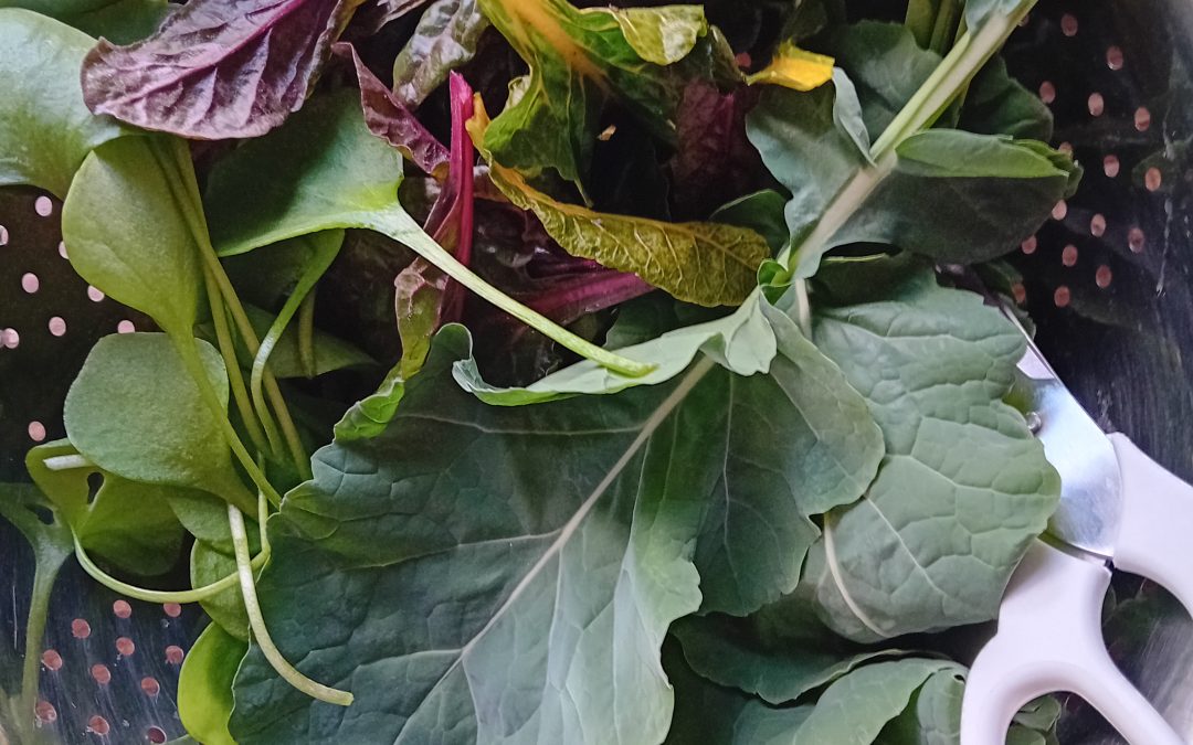 An edible wander around the garden (it’s not as bare as it looks)